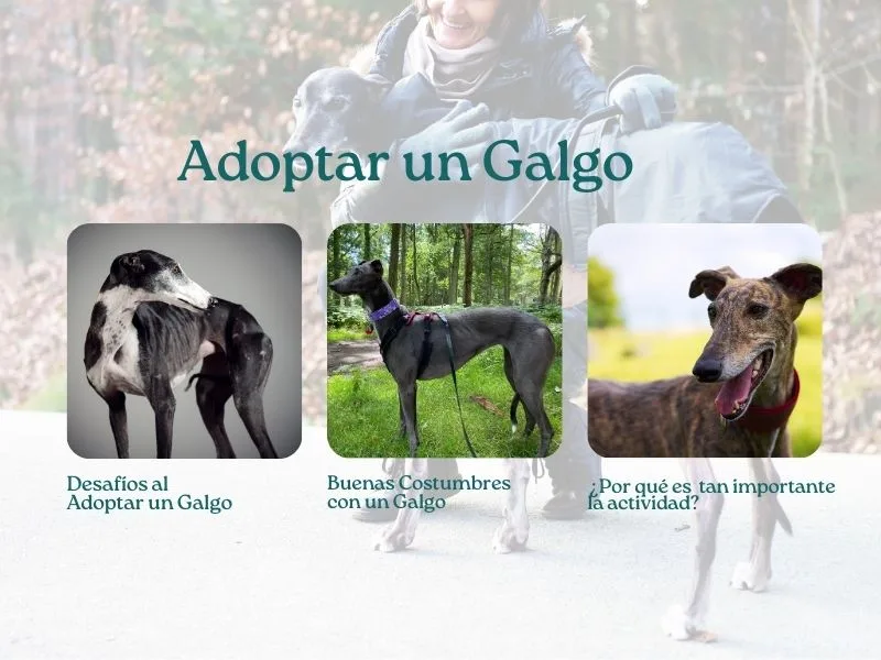 adoptar un galgo