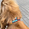Collares Artesanales Mexicanos para Perros