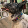 collar mexicano perro