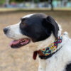 collar mexicano perro
