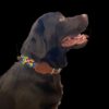 Collar perro mexicano