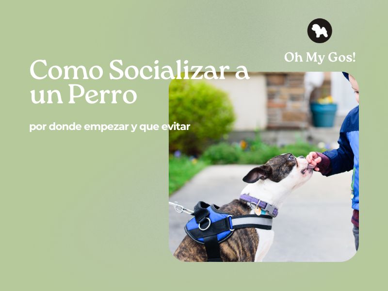 Como socializar a un perro -por donde empezar y que evitar blog oh my gos