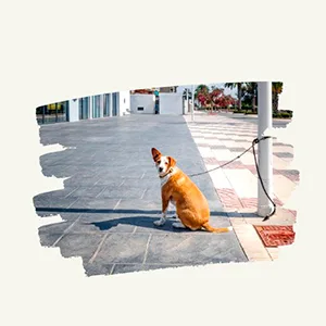 Perro atado en la calle