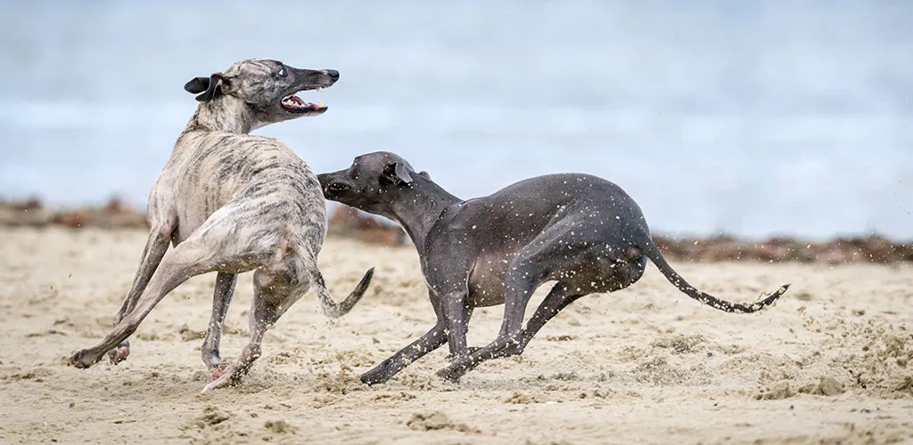 adoptar un galgo