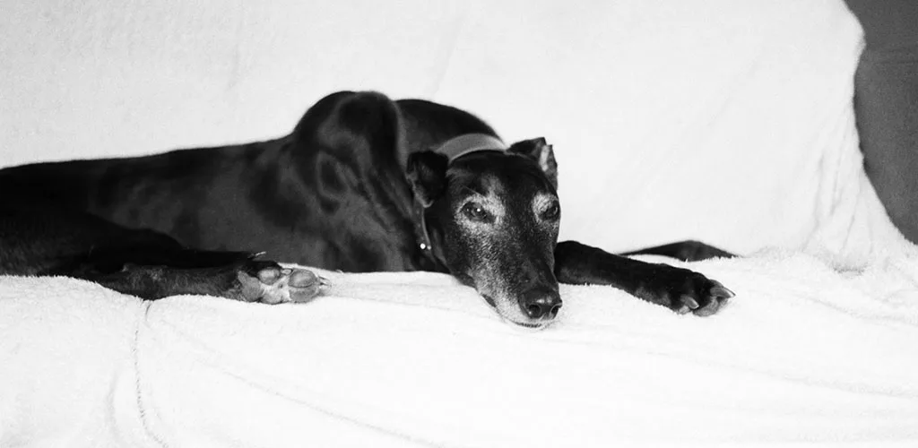 adoptar un galgo español