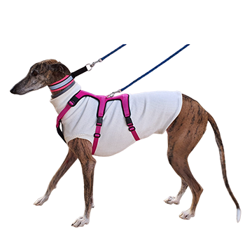 arnes antiescape para galgo como adoptar un galgo