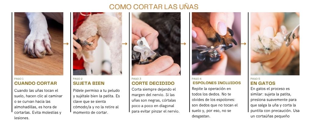 como Cortar las uñas a un perro o un gato