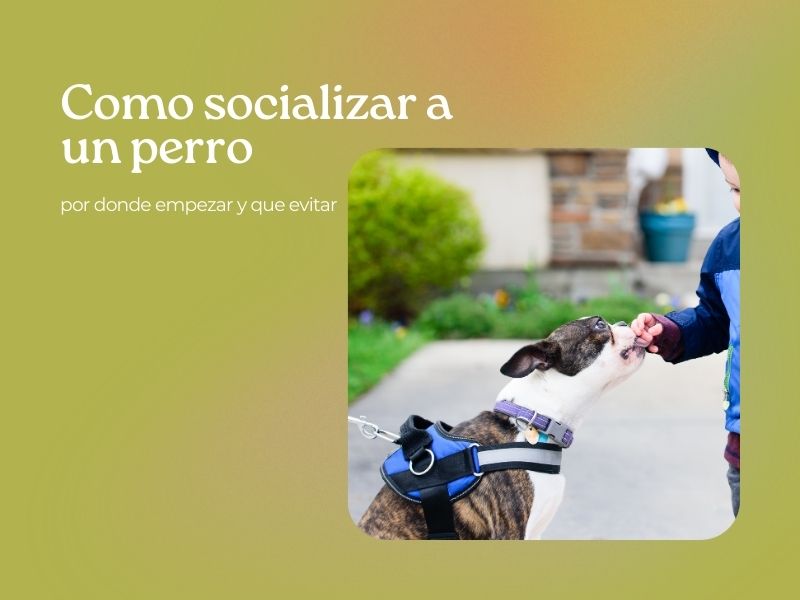 como socializar un perro adulto