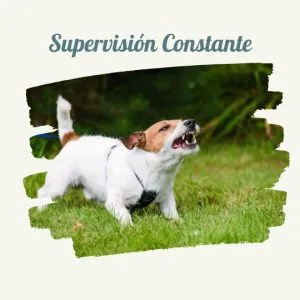 Como Socializar a un Perro como socializar a un perro supervision constante