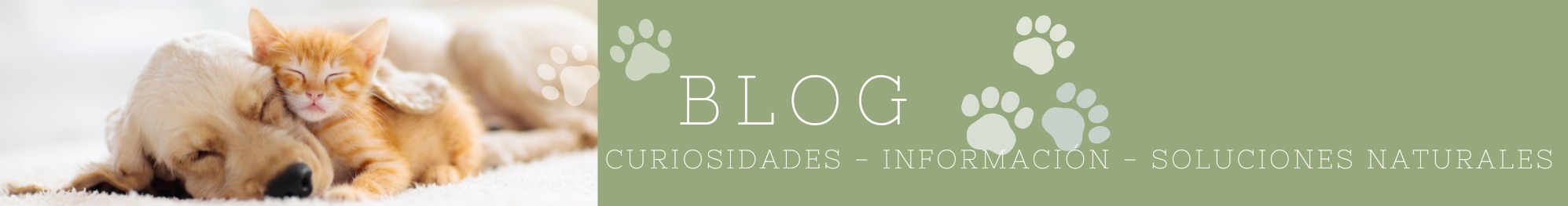 blog para perros y gatos oh my gos