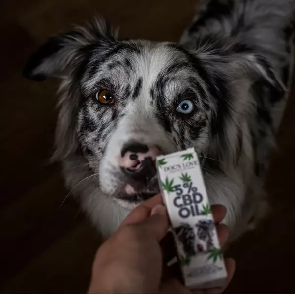 CBD Dogs Love