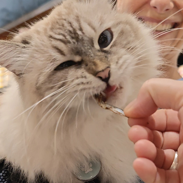 Gato comiendo sardina en oh my gos