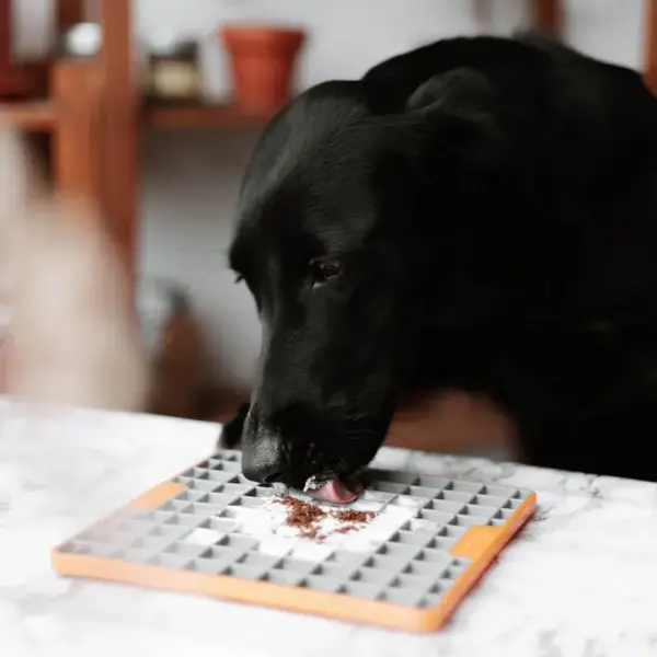 mejillon de labio verde para perros y gatos