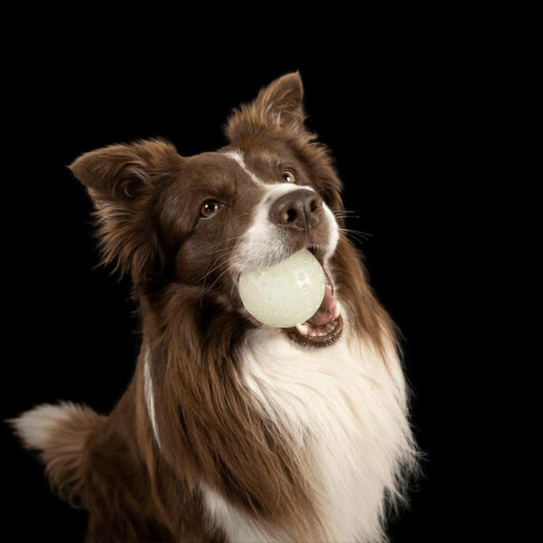 pelota Fluorescente perro grande y pequeño