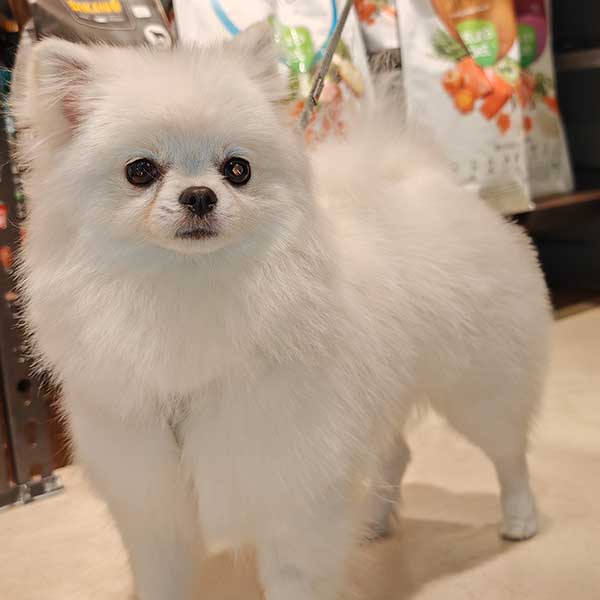 pomerania blanco oh my gos