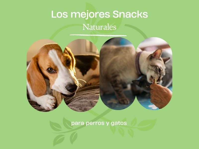 los mejores snacks naturales para perros y gatos