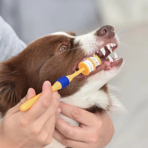 cepillo de dientes para perros 360