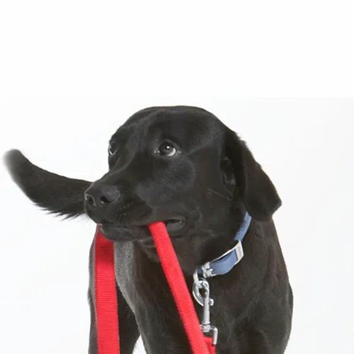 correa anti mordedura para perros con chili ohmygosweb.com