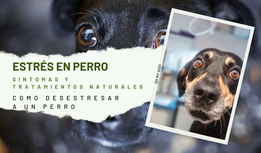 Estrés en Perro Síntomas y Tratamiento estres en perro Sintomas y tratamiento como desestresar a un perro Blog oh my gos