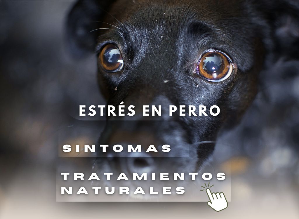 estrés en perros sintomas y trataminetos naturales blog oh my gos