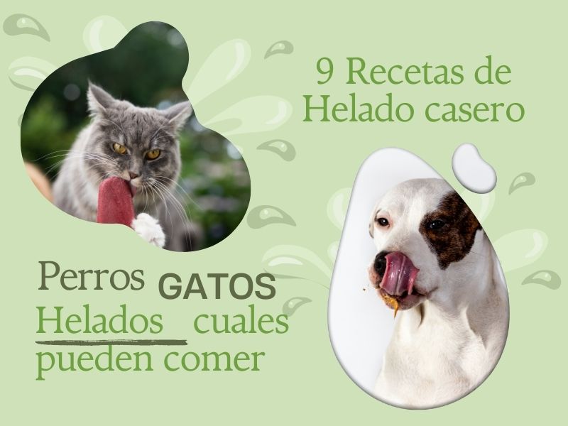 ¿Los Gatos y los Perros pueden comer Helado? 9 Recetas Los Gatos y los Perros pueden comer Helado 9 recetas Blog oh my gos