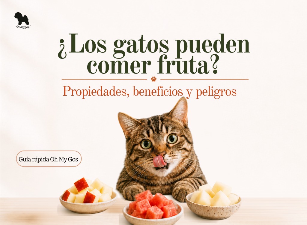 los gatos pueden comer fruta guia completa oh my gos