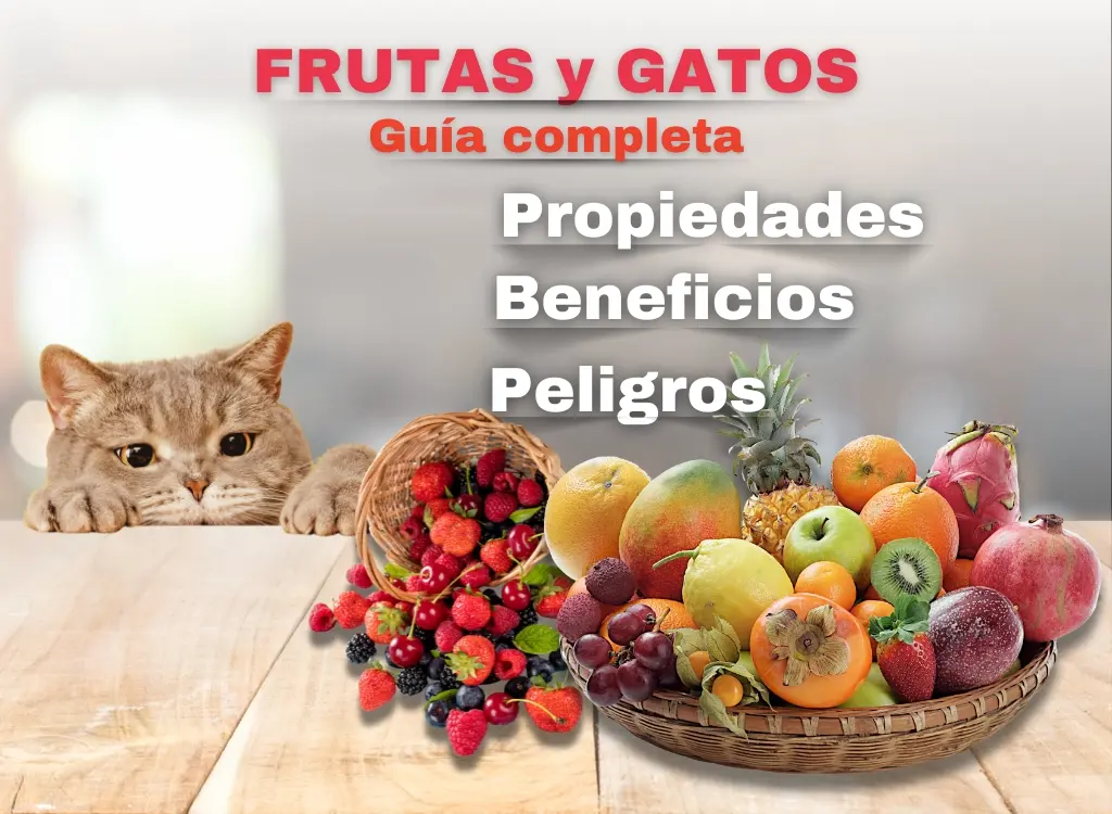 Los gatos pueden comer fruta Guia completa ohmygosweb.com