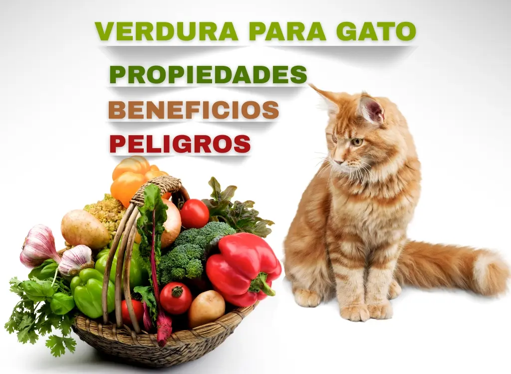 Que verdura pueden comer los gatos Blog oh 0my gos