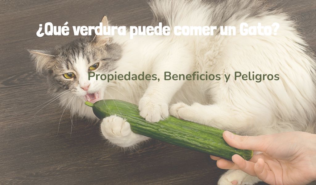 Que verdura pueden comer los gatos Blog