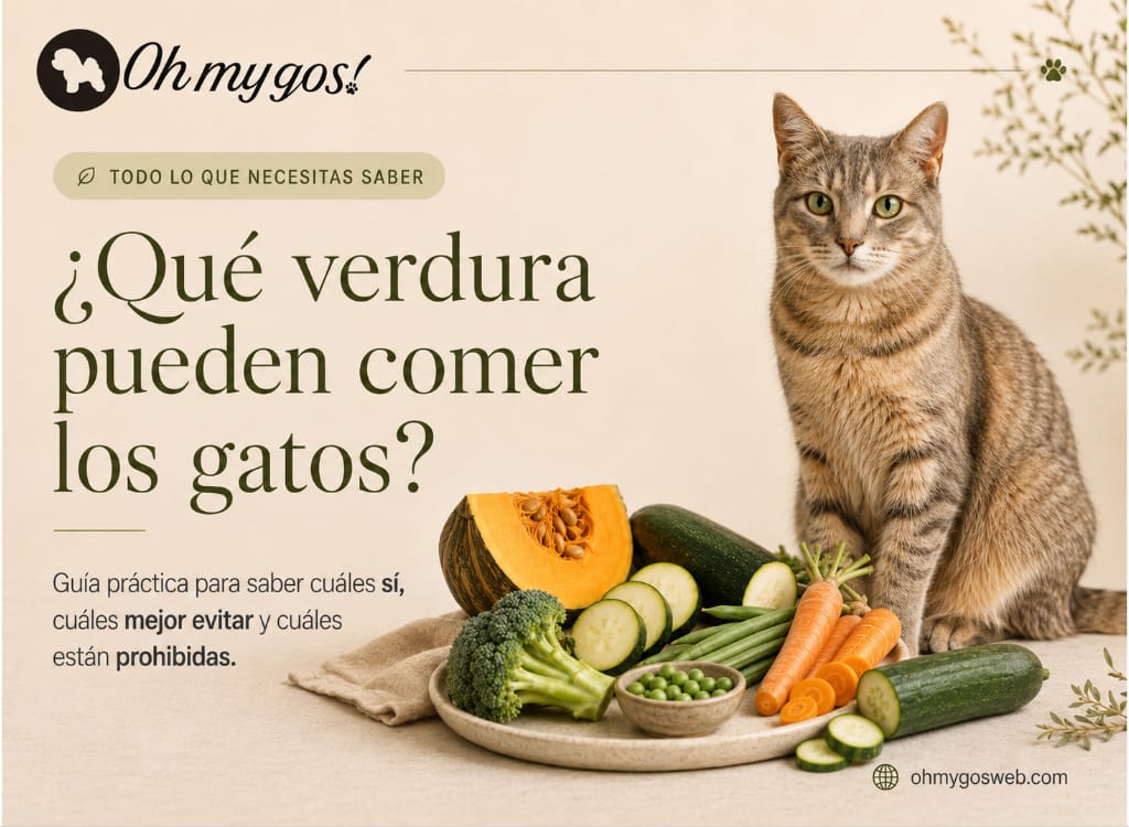 Que verdura pueden comer los gatos Blog oh my gos