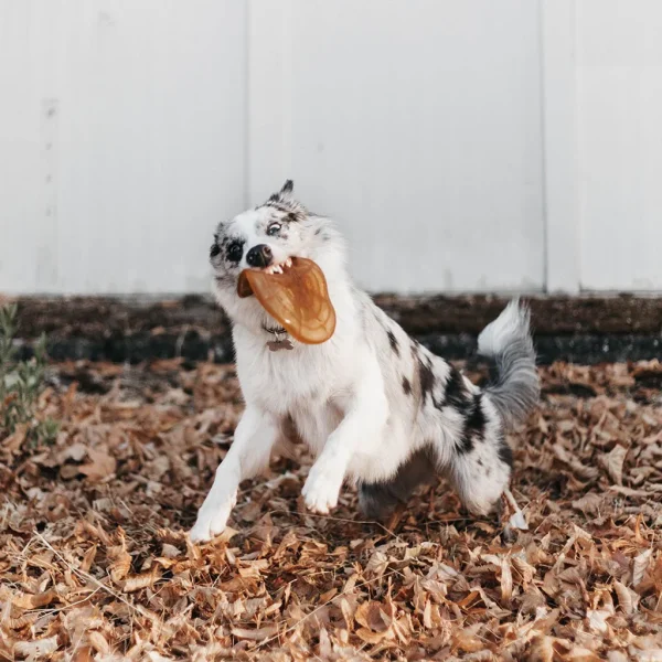 Perro Frisbee Resina retorn