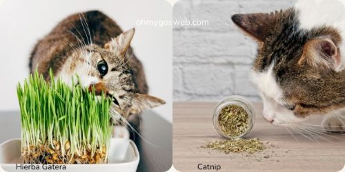 hierba gatera catnip