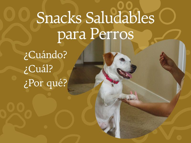 Snacks saludables para perros
