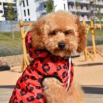 chaqueta perro abrigo para perro pequeño con-capucha red leopard oh my gos barcelona ohmygosweb.com