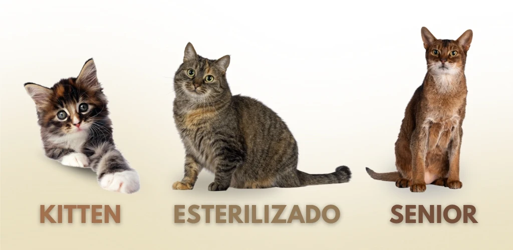 cual es la mejor comida para gato, clasificar tu gato