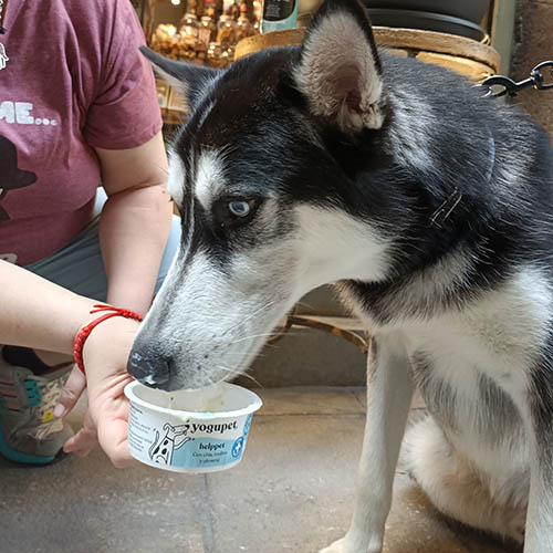 Aloysha husky comiendo helado de yogur en oh my gos