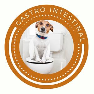 Gastrointestinal Perro