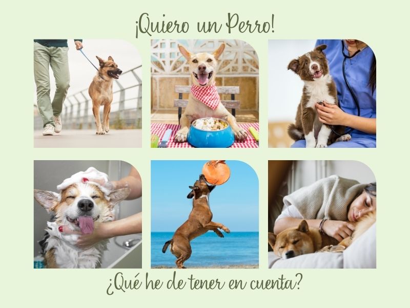 quiero un perro