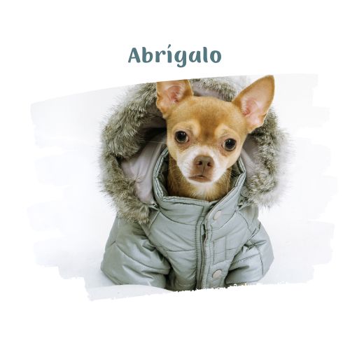 abriga tu perro si es necesario perritos en la nieve blog oh my gos