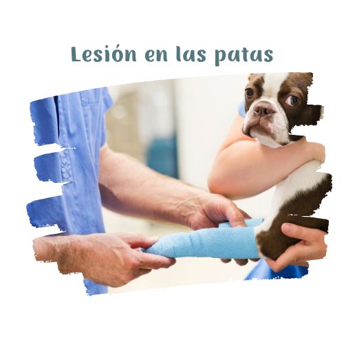 peligro de lesionarse perritos en la nieve blog oh my gos