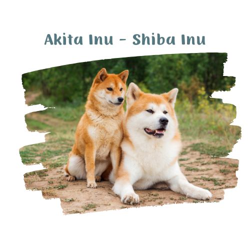 akita inu e shiba inu perritos en la nieve blog oh my gos