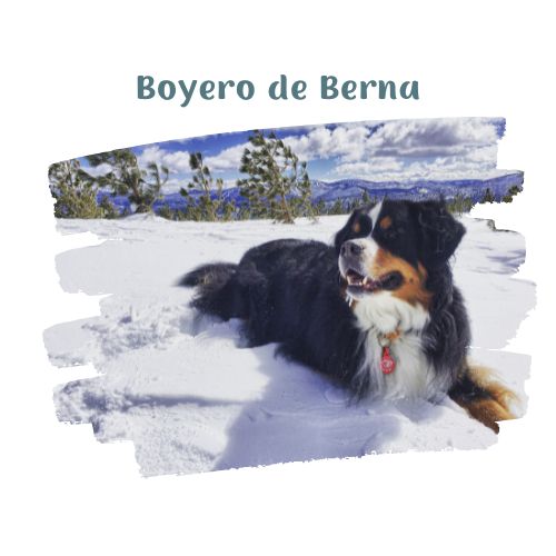 boyero de berna perritos en la nieve blog oh my gos