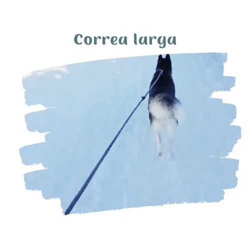 usa correas largas perritos en la nieve blog oh my gos