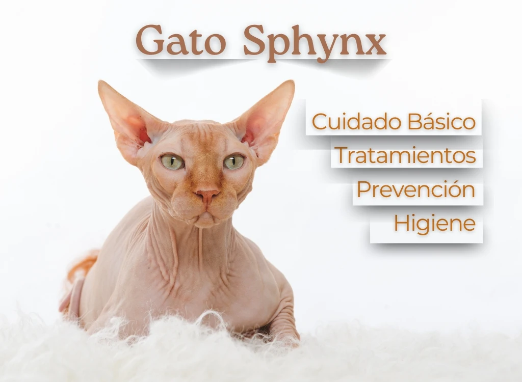 cuidado gato sphynx guia completa blog ohmygosweb