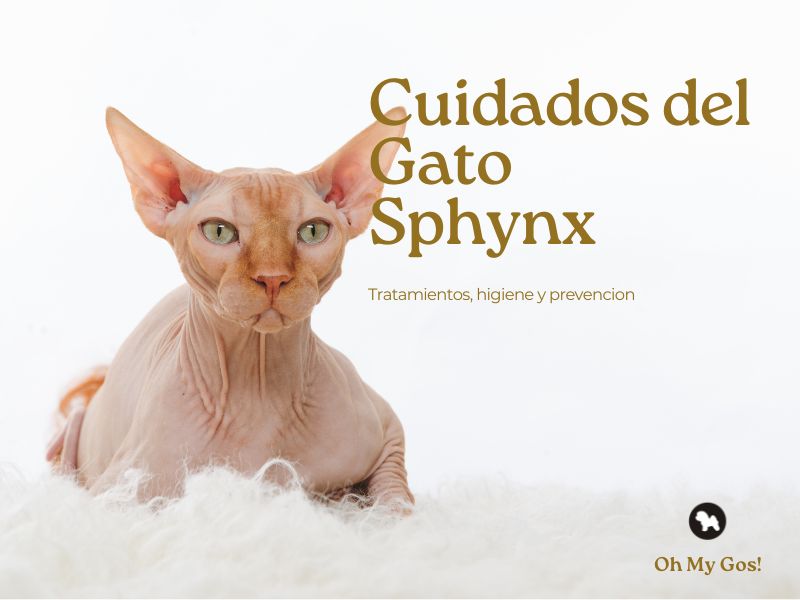 cuidados gato sphynx Blog gatos oh my gos