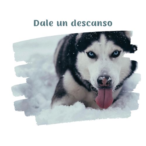 agotamento fisico perritos en la nieve blog oh my gos