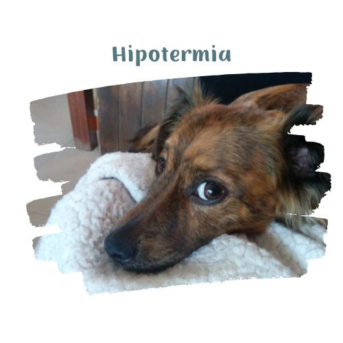 peligro de hipotermia en perro perritos en la nieve blog oh my gos