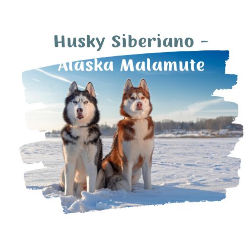 husky siberiano perro de trineo perritos en la nieve blog oh my gos