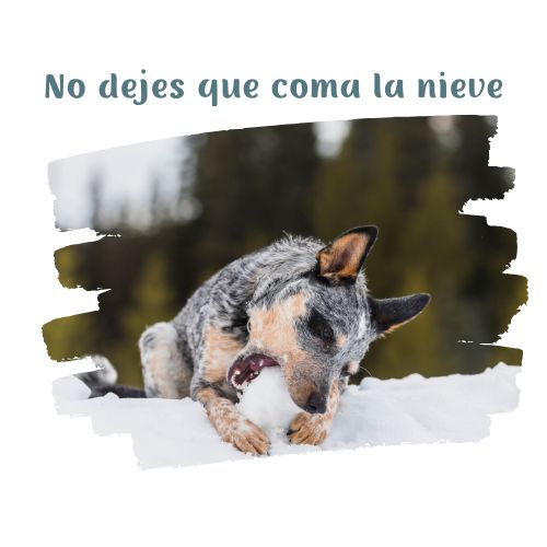 no dejes que coma la nieve perritos en la nieve blog oh my gos