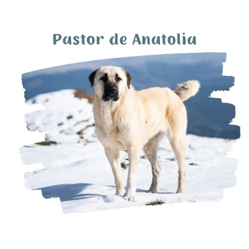 pastor de anatolia perritos en la nieve blog oh my gos